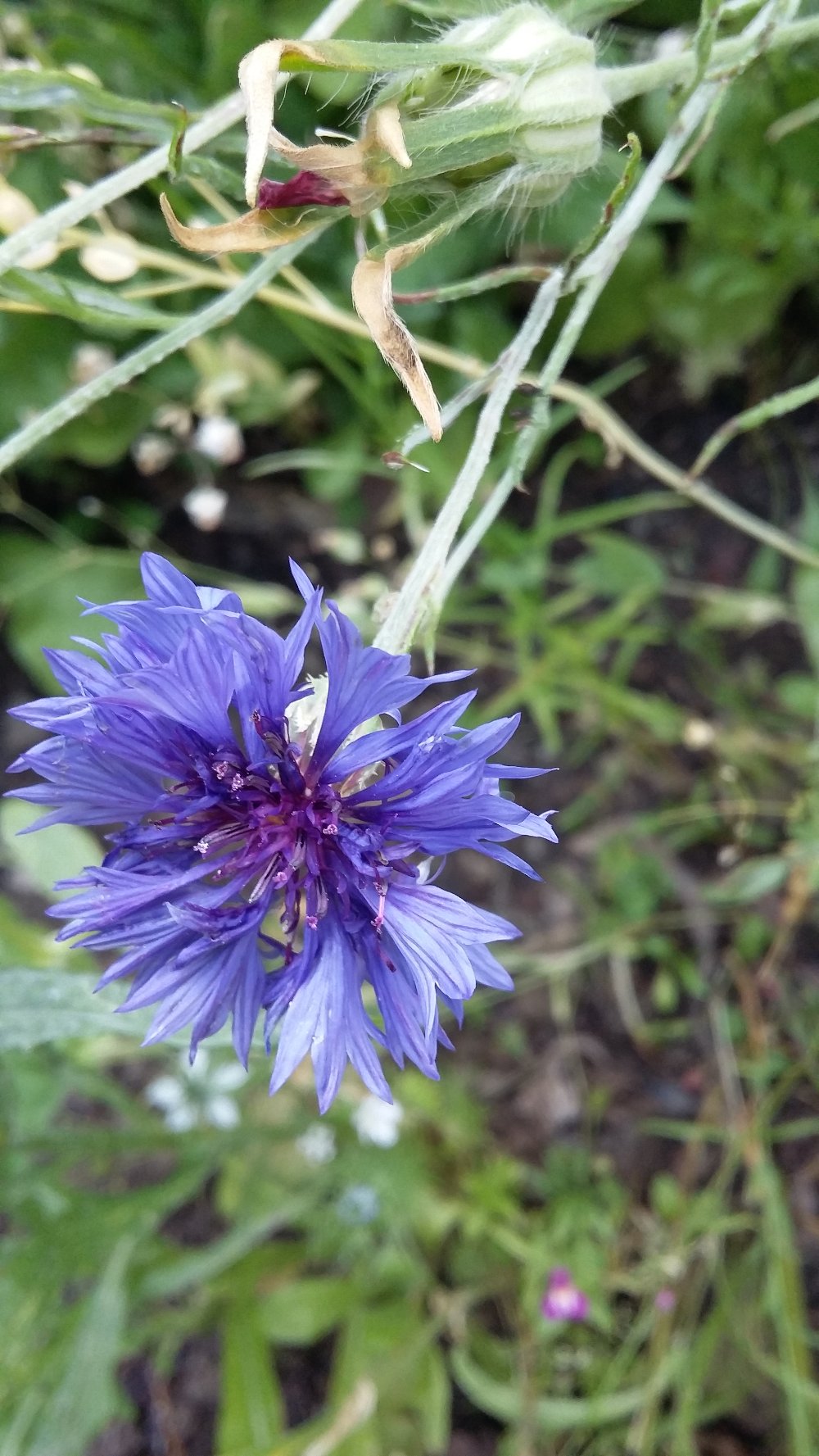 Blume1
