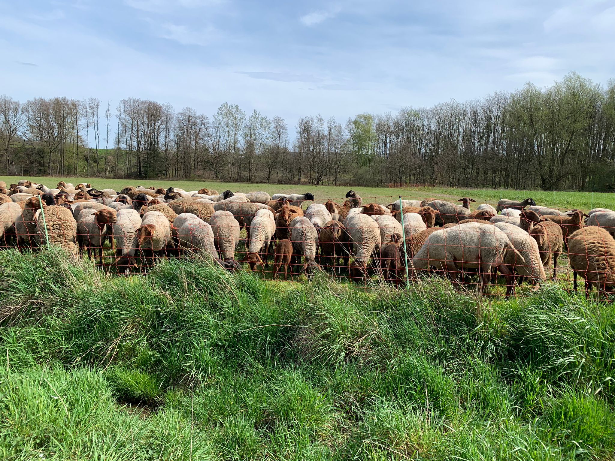 Schafweide