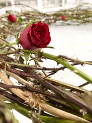 Rose_Dornen_by_Sylvio_Krueger_pfarrbriefservice